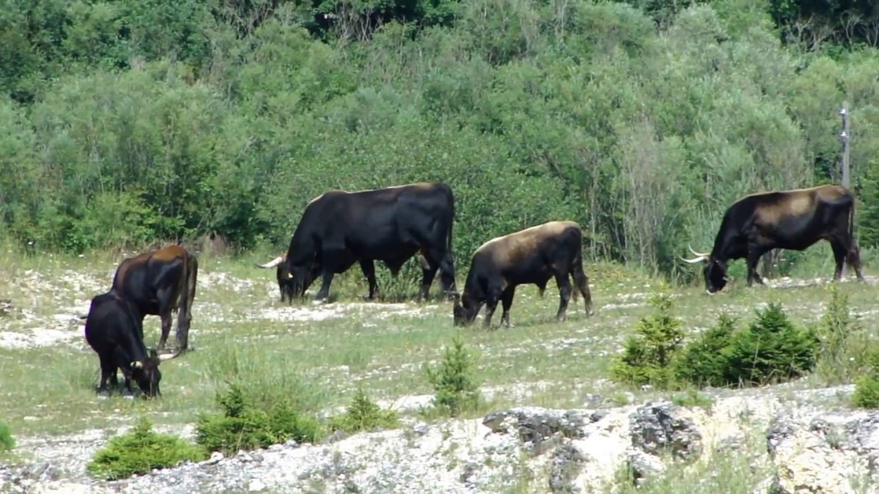 Steinzeitweide -Taurus Rinder