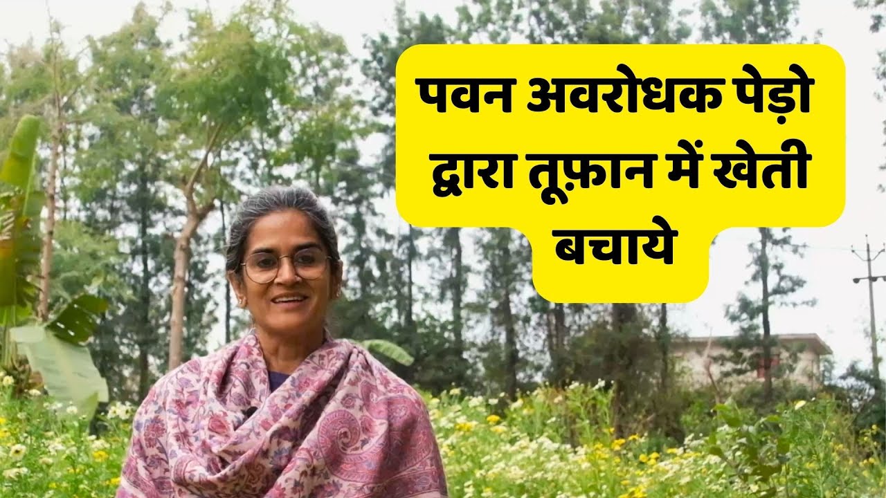 Wind breaking Trees | पवन अवरोधक पेड़ो से खेती को तूफ़ान से बचाये