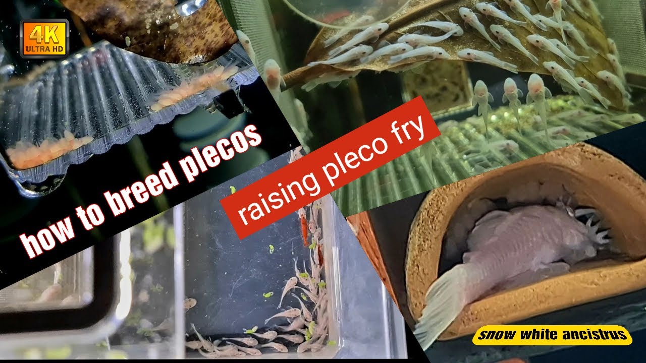 How to breed plecos ~ snow white ancistrus ~ the growth stages of the fry