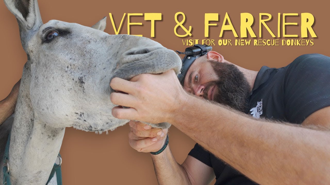 Vet & farrier visit for our new rescue donkeys | Visita del veterinario y el herrador