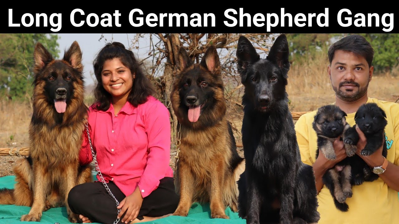 Long Coat German Shepherd | Black Long Coat German Shepherd | German Shepherd Kennel