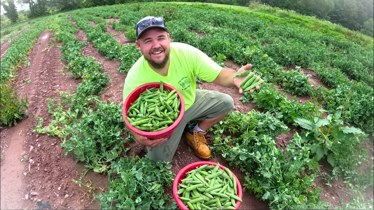 Adding something new to the harvest