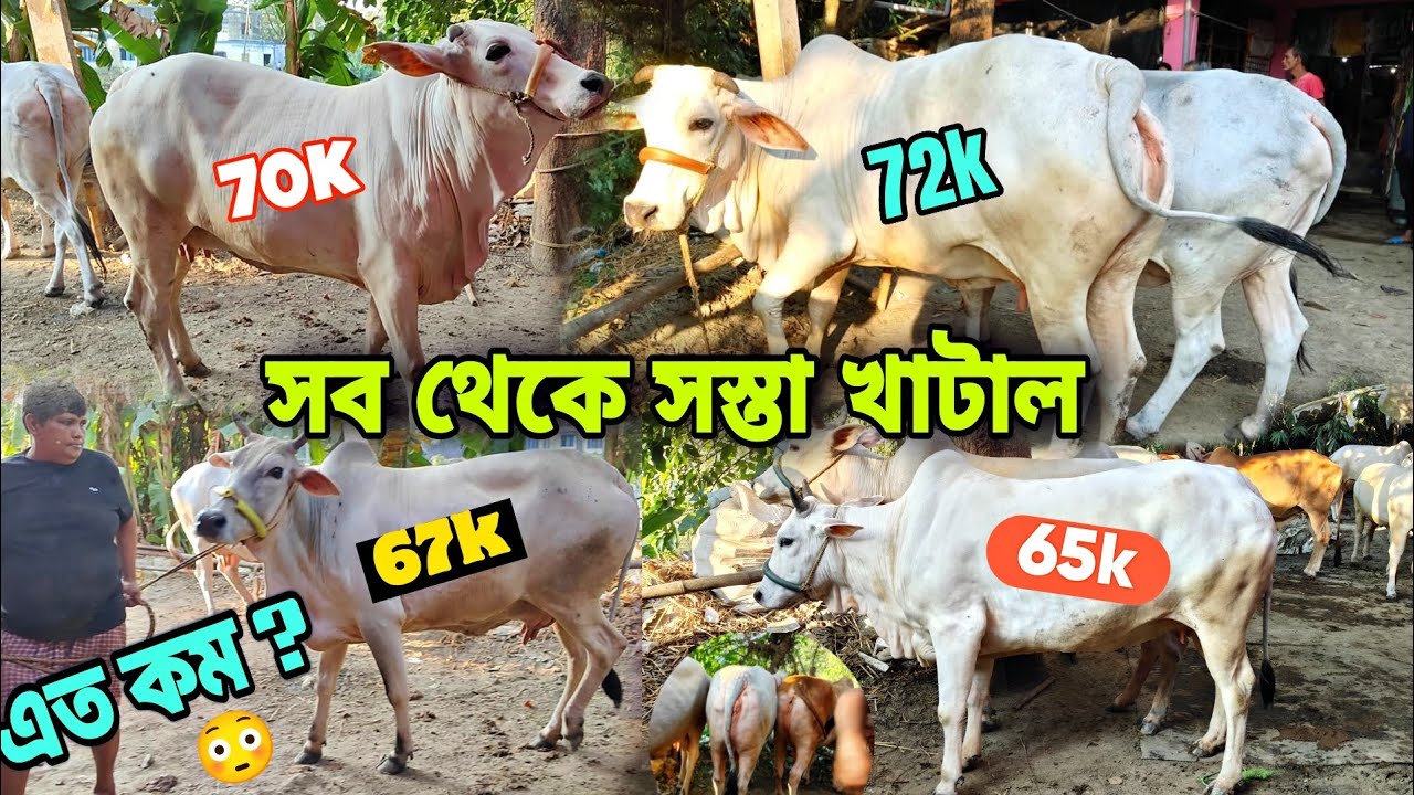 পশ্চিমবঙ্গের সব থেকে সস্তা গরুর খাটাল 😳গরু শুরু ৩০ হাজার থেকে 🥰 সংগ্রামপুর 