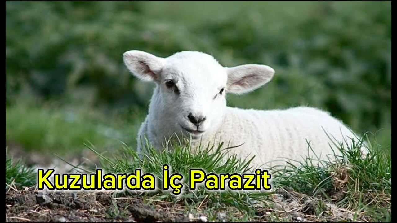 Kuzularda İ&ccedil; Parazit Ne Zaman Yapılmalı?