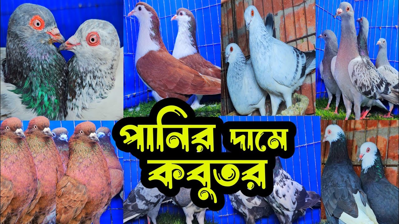 পানির দামে রেসার,গররা,চিলা,কালদম,হাইফ্লায়ার গিরিবাজ কবুতর | বাকবাকম | Pigeon video |