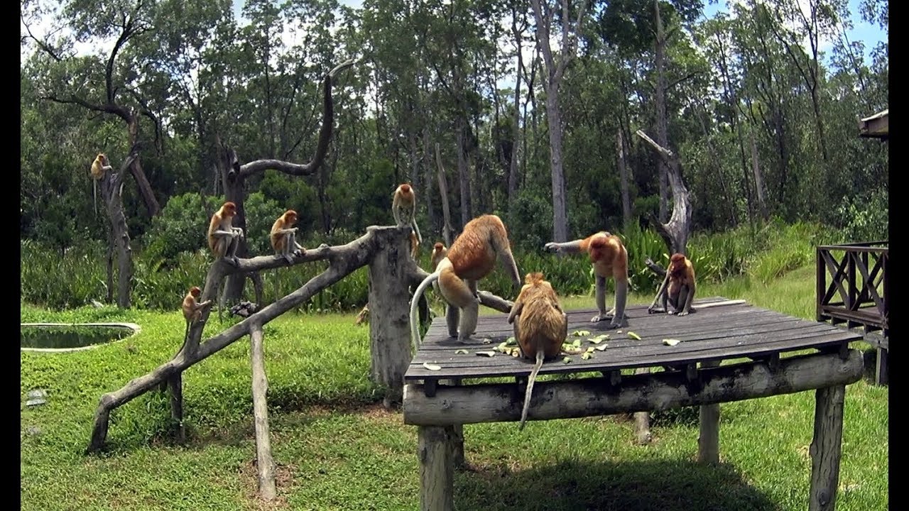 Proboscis monkeys - Alpha male defends his harem females against rival males