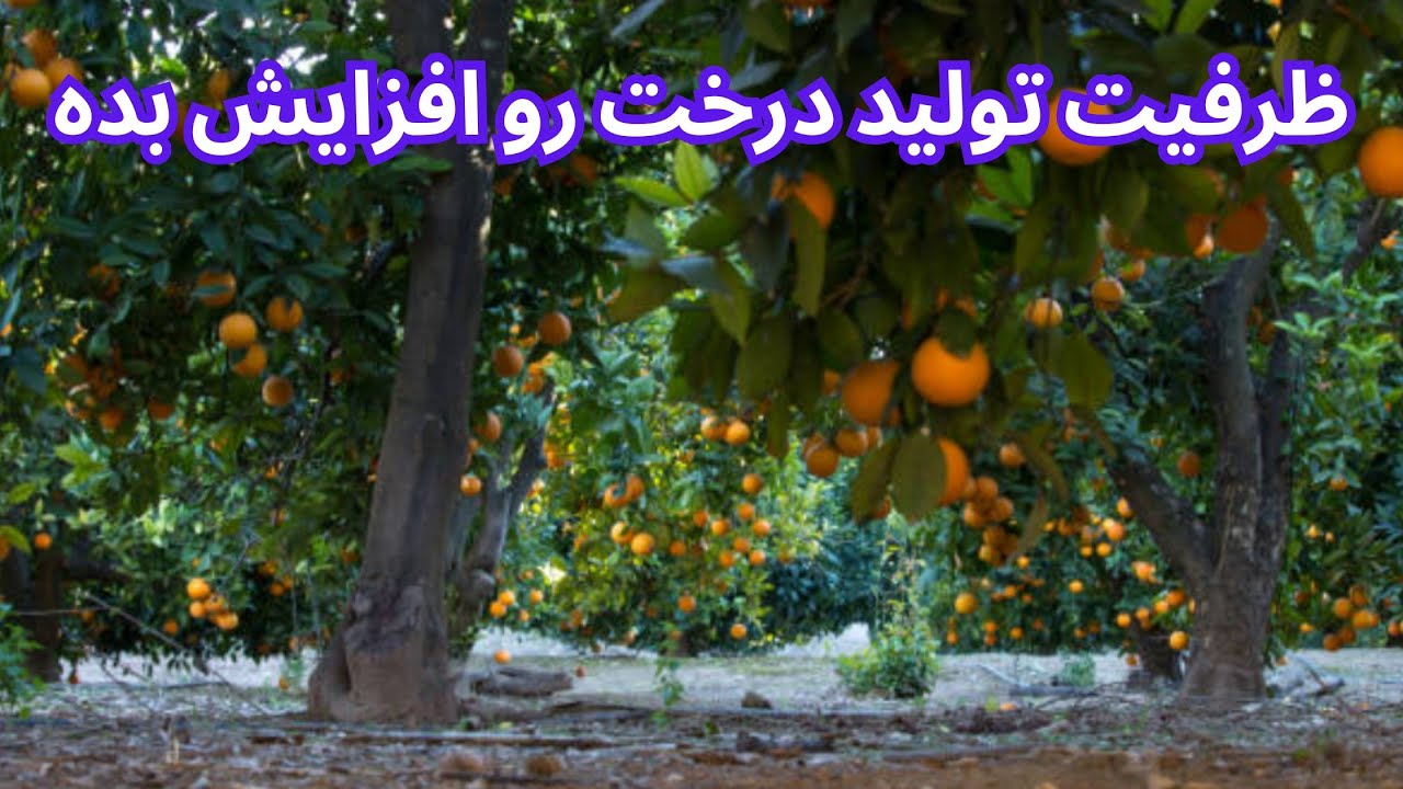 هرس درخت نارنگی 🍊 روش صحیح باعث افزایش راندمان باغ می‌شود