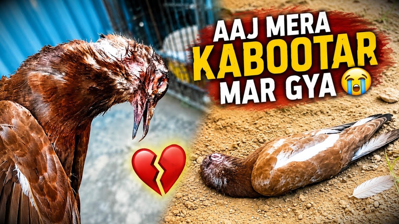 Aaj Hamara Pyara Rescue Kabutar🕊 Mar Gaya. 😢 | Our Beloved Rescue Pigeon Died Today.