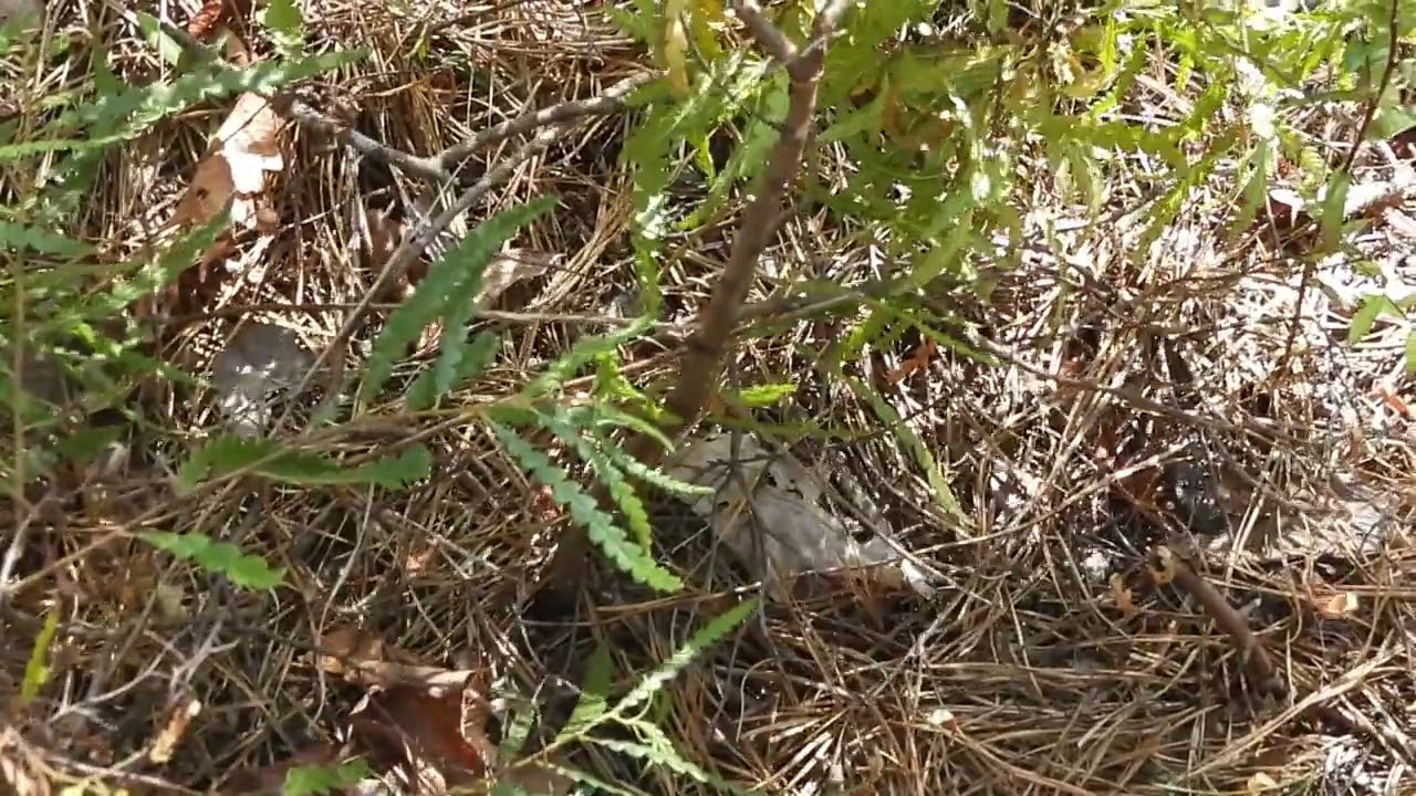 Sweetfern || Life in the Pine Barrens