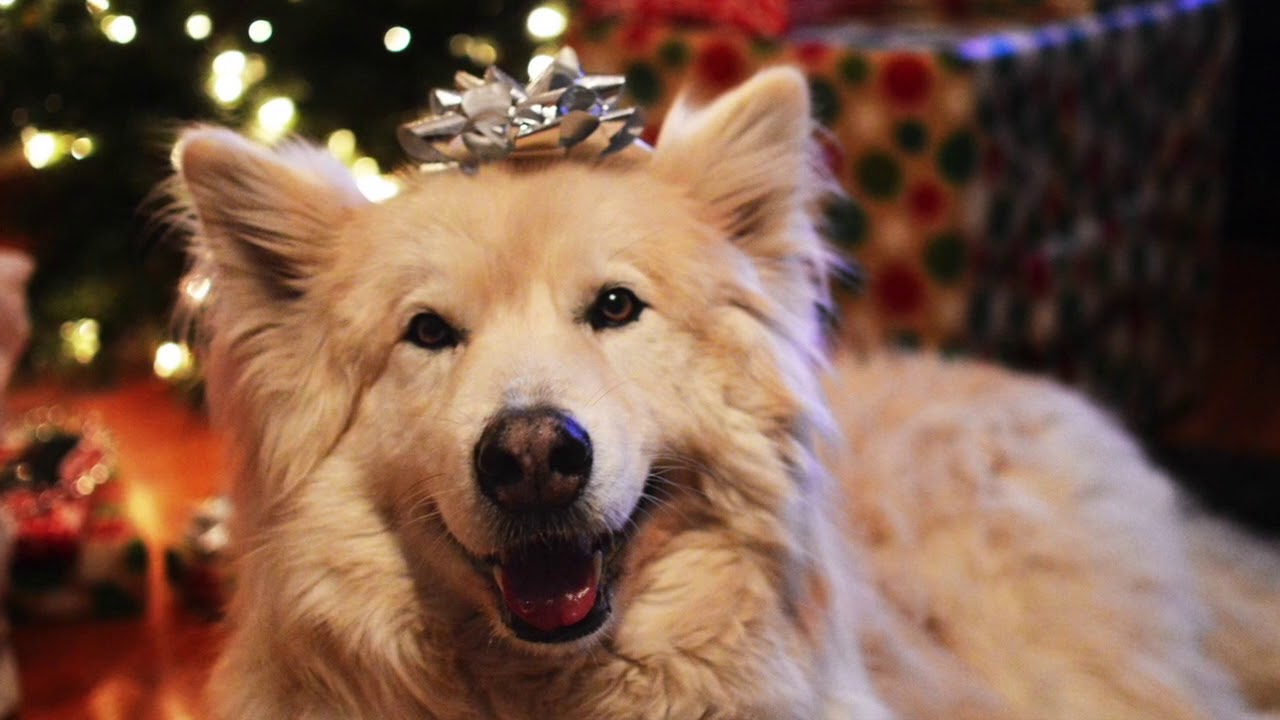 My Pet Carnivore's Holiday Friends