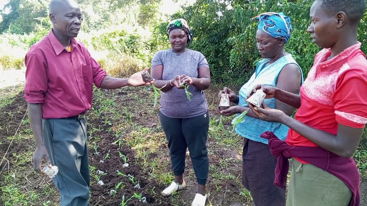  SIMPLE LOADING, SIMPLE TO CARRY AND EASY TO TRANSPLANT. SIGOT VILLAGE 