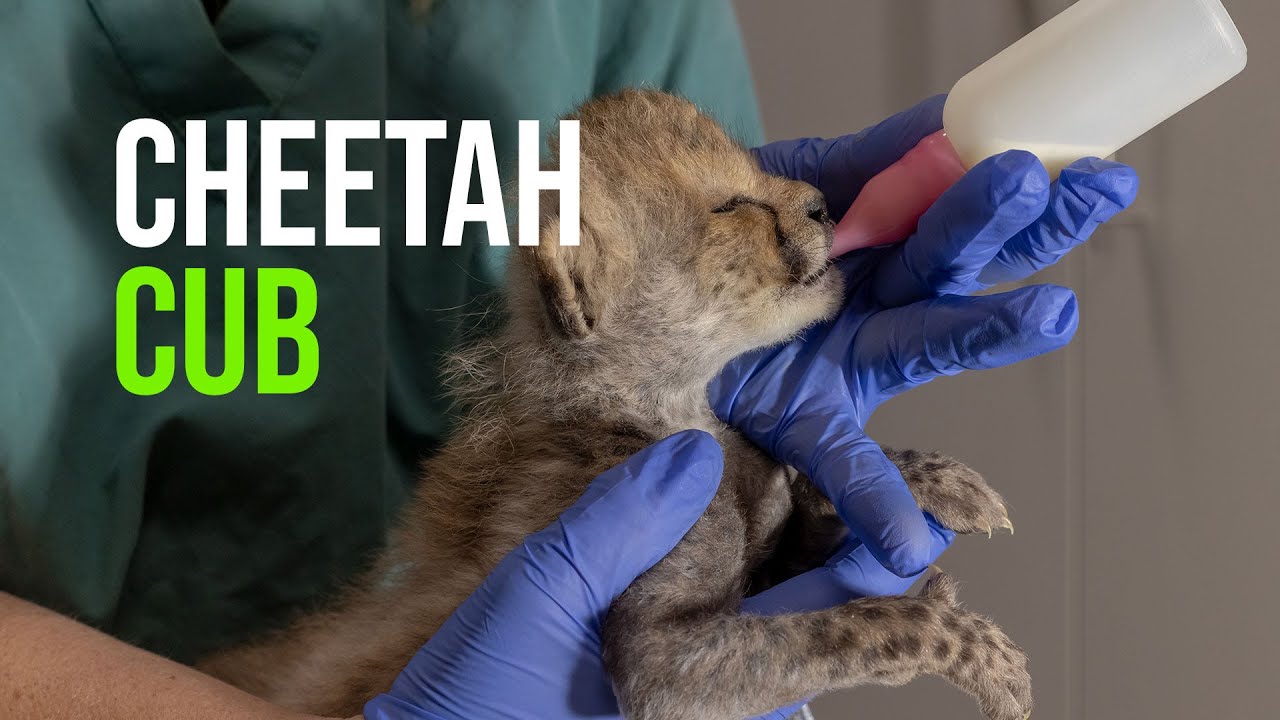 Cheetah Delivery At Taronga Western Plains Zoo
