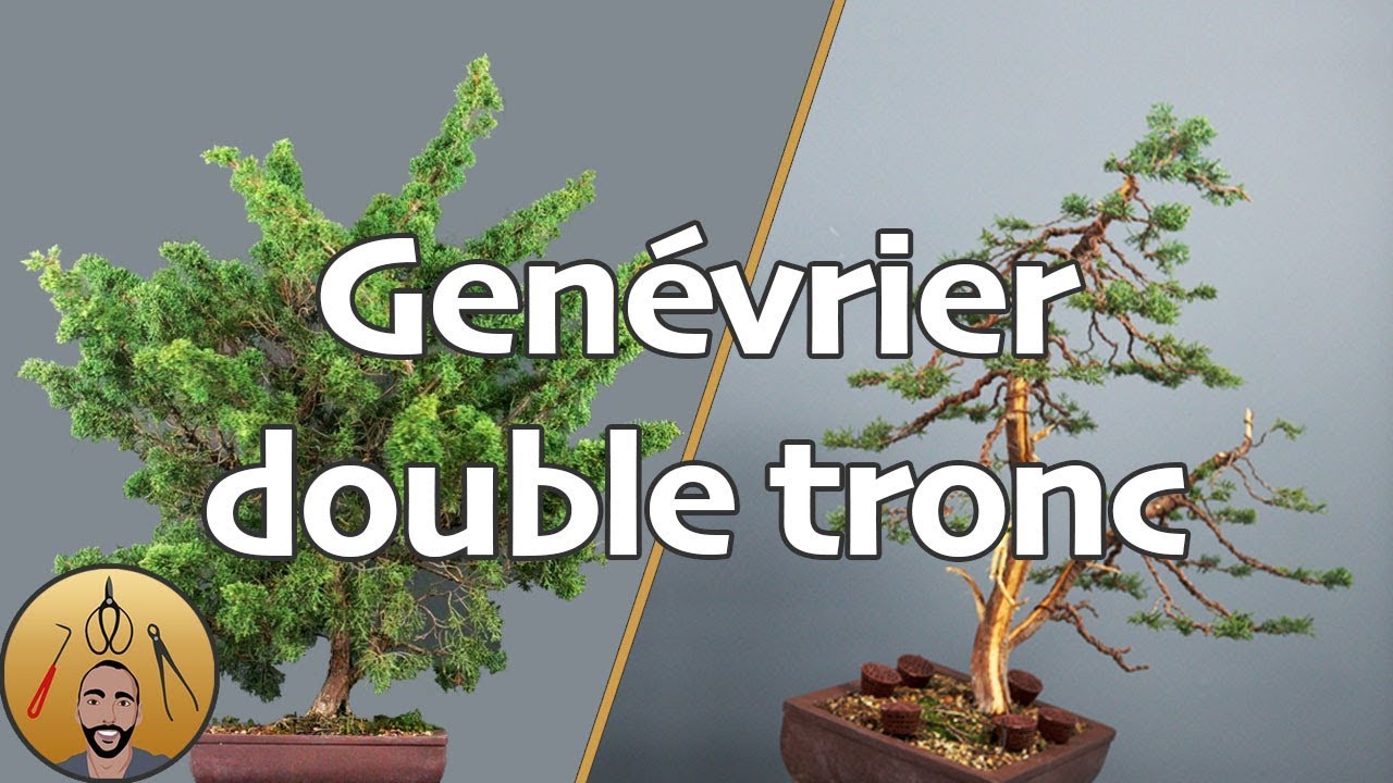 MISE en FORME d'un GENÉVRIER ITOÏGAWA double tronc 🌳AFDB🌳