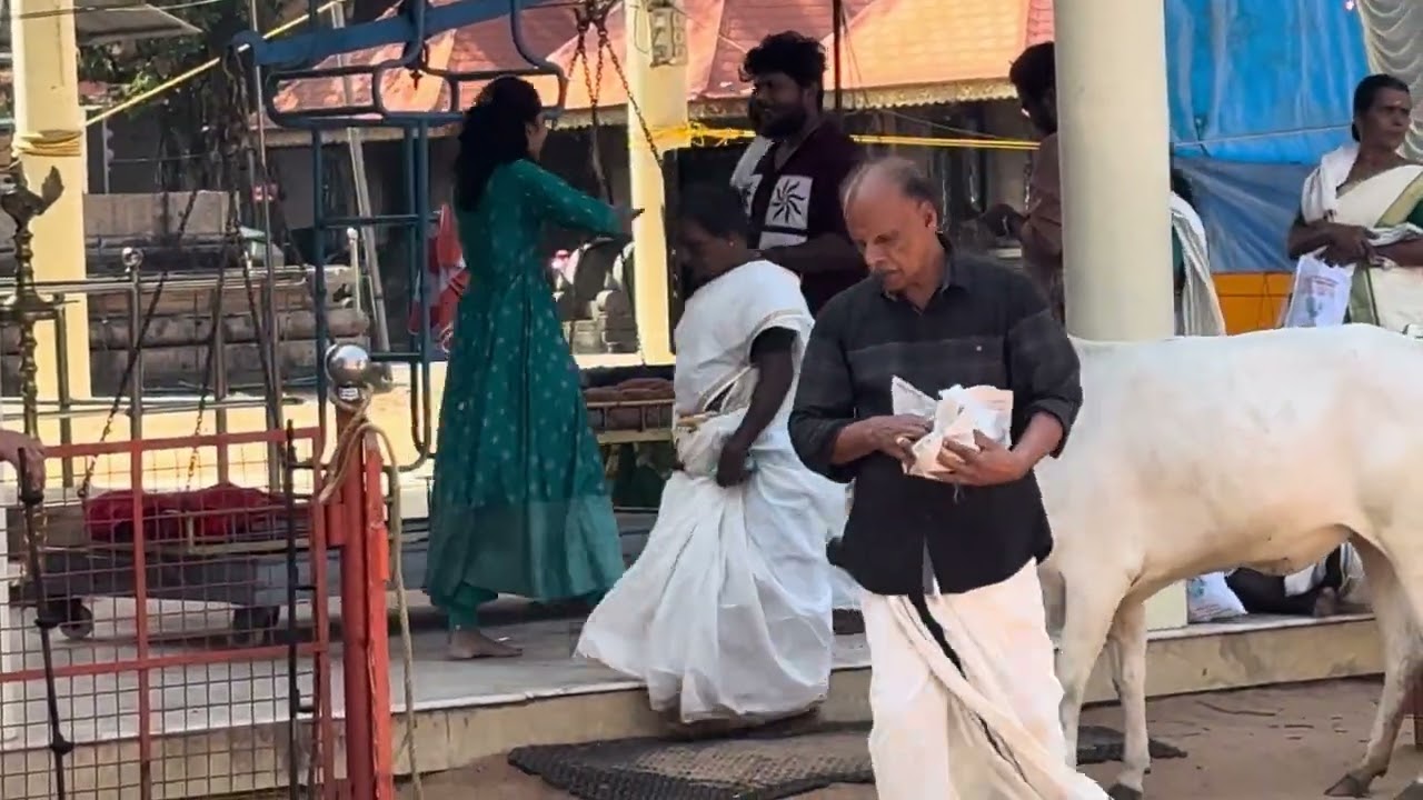 പശു സമർപ്പണം । വലിയ കൂനമ്പായിക്കുളം ക്ഷേത്രം #kollam 