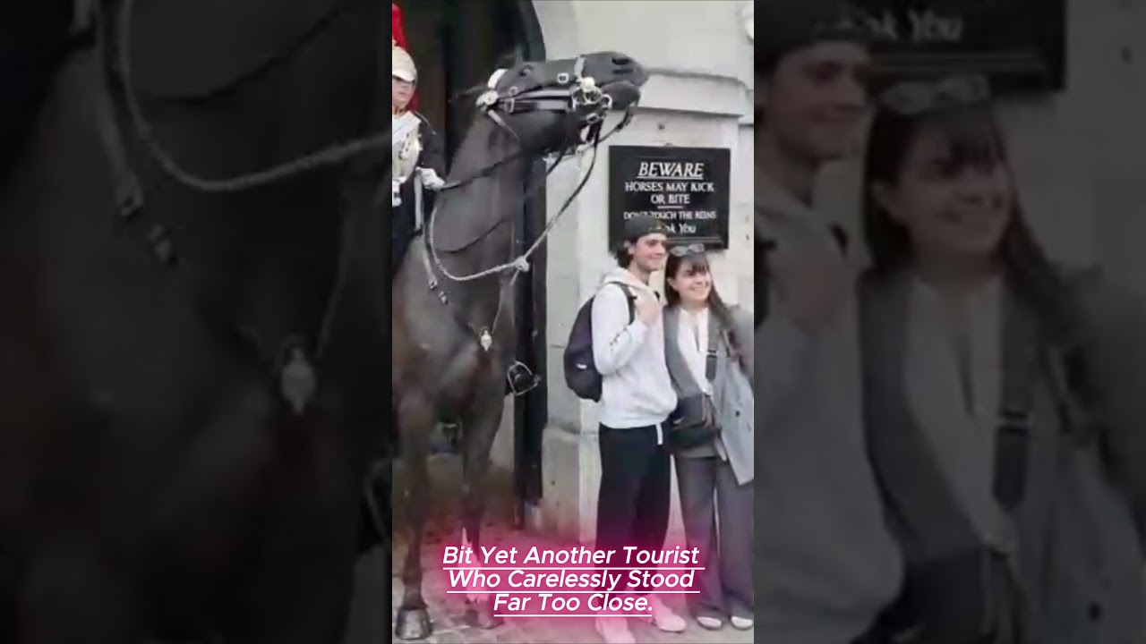 &ldquo;Shocking Moment: Tourist Gets Nipped by Royal Horse 👑🐎