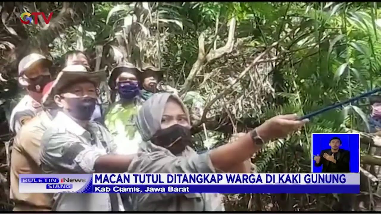 Kronologi Macan Tutul Ditangkap Warga di Kaki Gunung - BIS 28/08