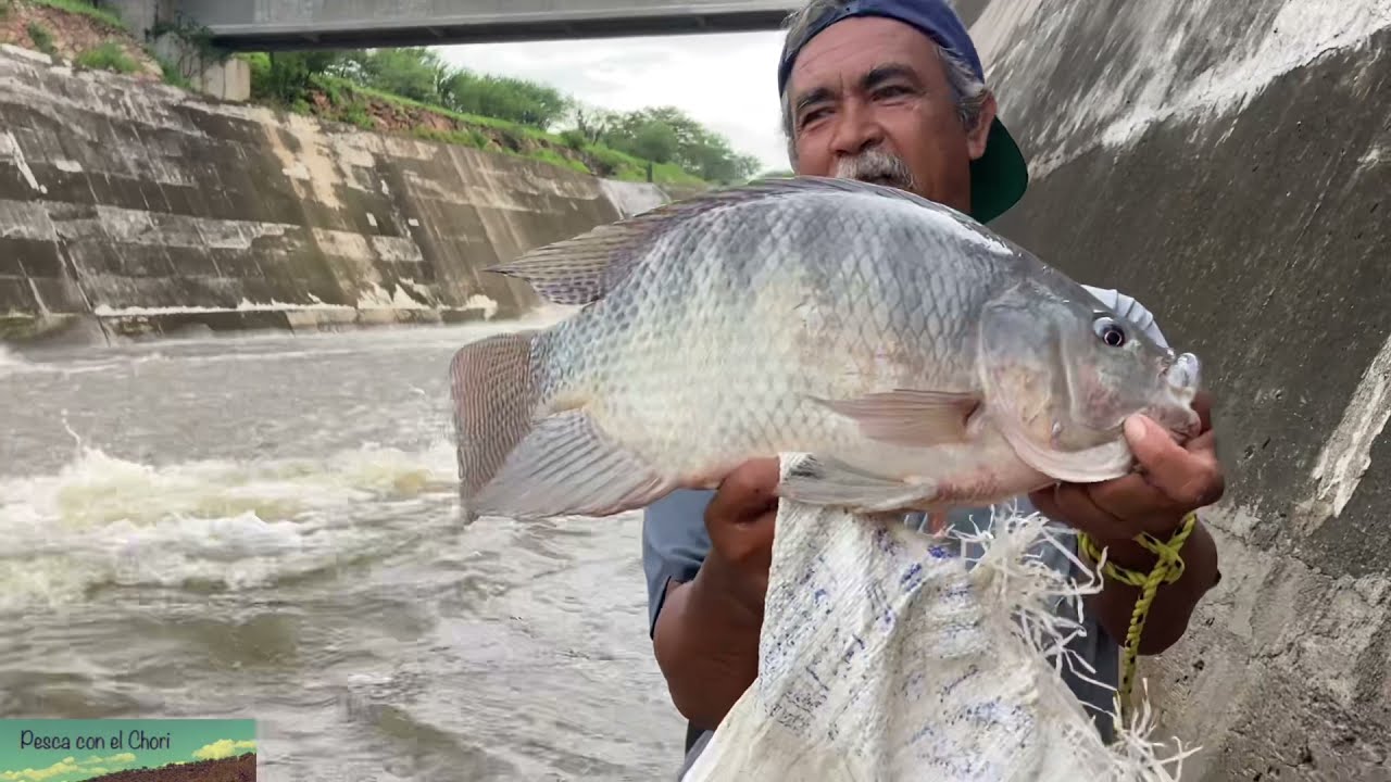 Pesca de tilapias de 3 kilos hasta con la mano en el río
