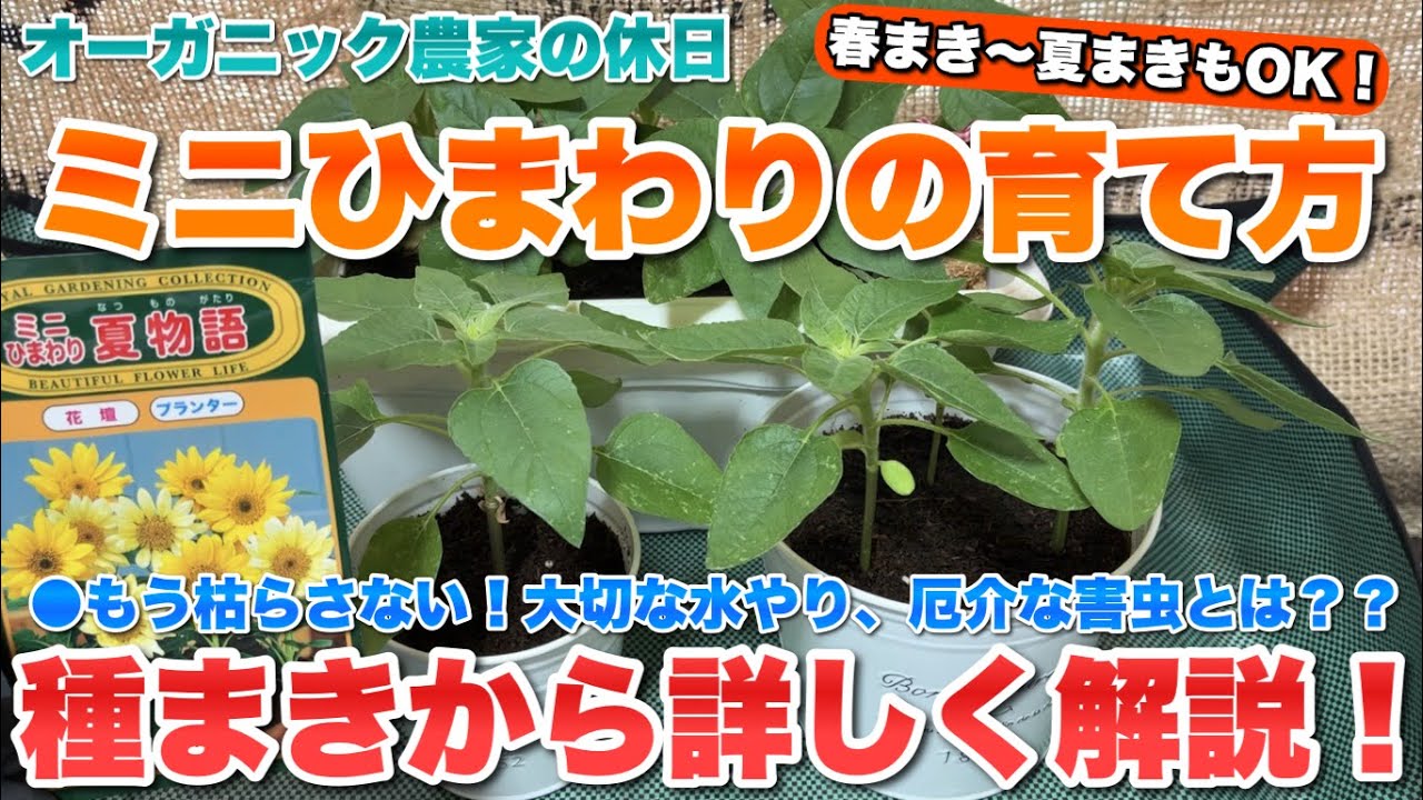 【簡単】ミニひまわりの育て方【水やり】【春まき】【夏まき】※開花の様子は概要欄のリンクからどうぞ！