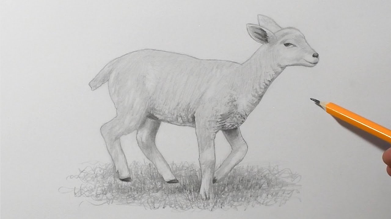 How to Draw a Lamb | Pencil Drawing for Beginners