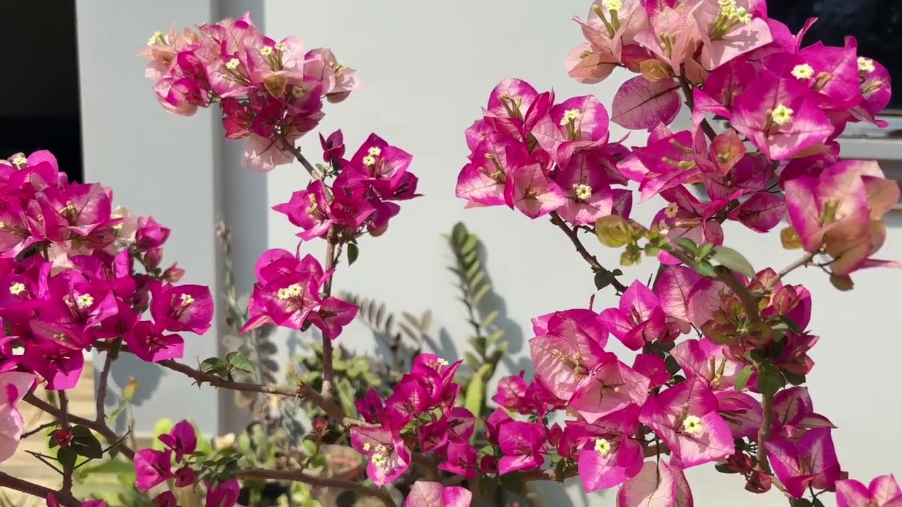 Do you know the Id of this Bougainvillea 🌸?? 