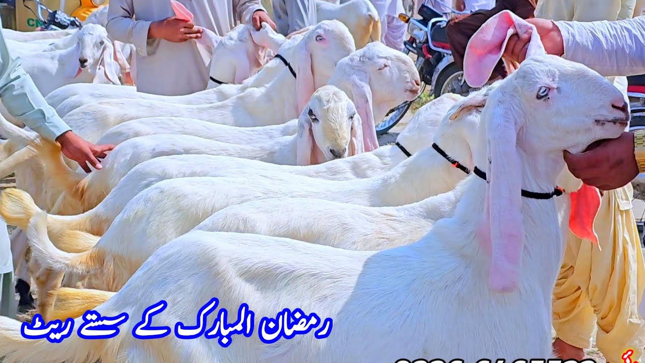بکرا منڈی قربانی والے خسی بکرے راجن پوری بکرے بہت مناسب ریٹ رمضان المبارک کی آفر جلدی خریداریں