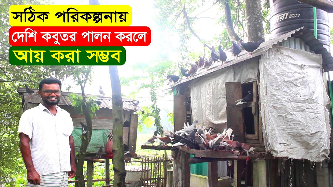 সঠিক পরিকল্পনায় দেশি কবুতর পালন করলে আয় করা সম্ভব জানালেন এই সফল খামারি | Bangladesh Pigeon Farm.