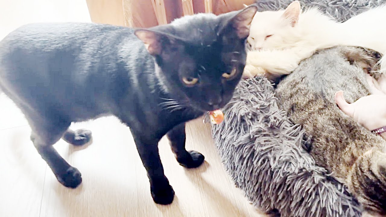 Gato gracioso - Colección de videos lindos y divertidos de gatos - Videos de animales más divertidos