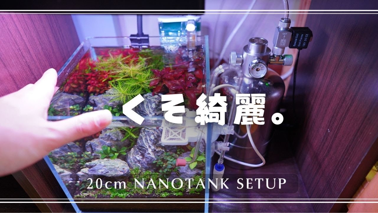超小型水草レイアウト水槽の注水から３週間までの維持と経過【アクアリウム】水草水槽 20cm水槽 陰性水草 前景草