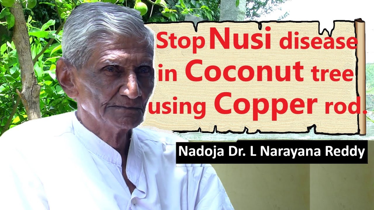 21 Stop Nusi disease in coconut tree using Copper rods |  ತೆಂಗಿನ ನುಸಿ ರೋಗಕ್ಕೆ ತಾಮ್ರದ ಮೊಳೆಗಳ ಪ್ರಯೋಗ.