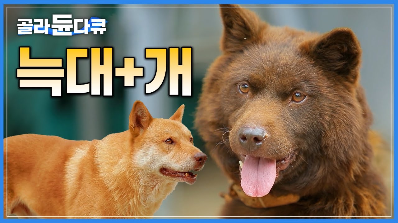 ‘물리면 뼈도 못 추린다’ 소백산 야생늑대와 집 강아지 사이에 태어난 귀한 한국 토종견│뱀 정도는 그냥 잡아버리는 용맹한 ‘불개’│아주 각별한 기행│#골라듄다큐