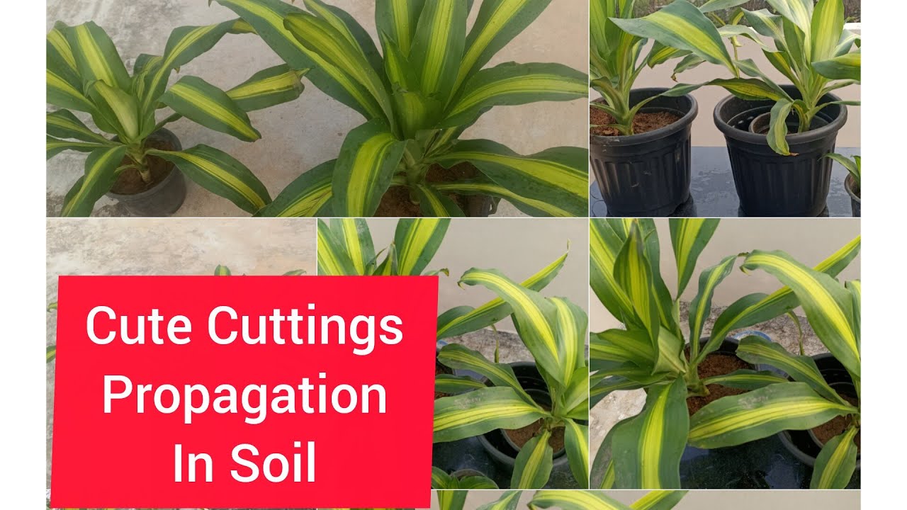 How to propagate Dracaena Cuttings in soil