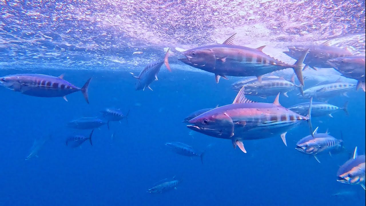 Skipjack tuna 🎣