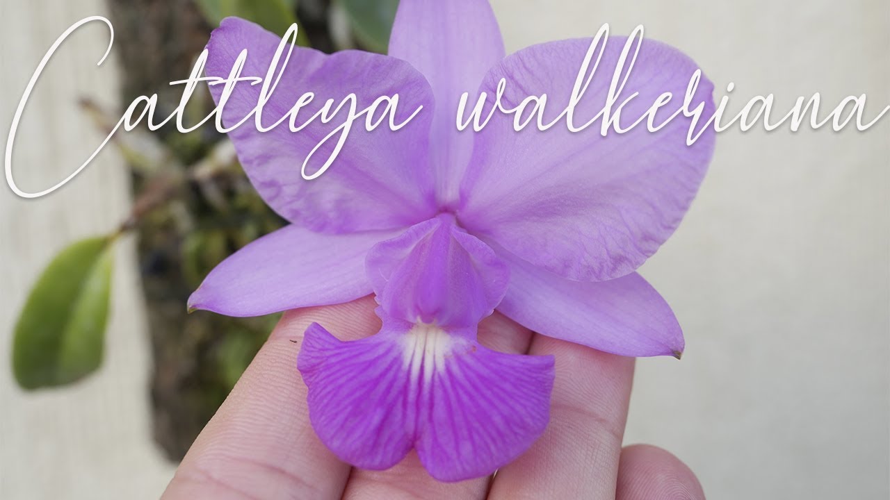 Cattleya walkeriana - Orchideen Pflege leicht gemacht!