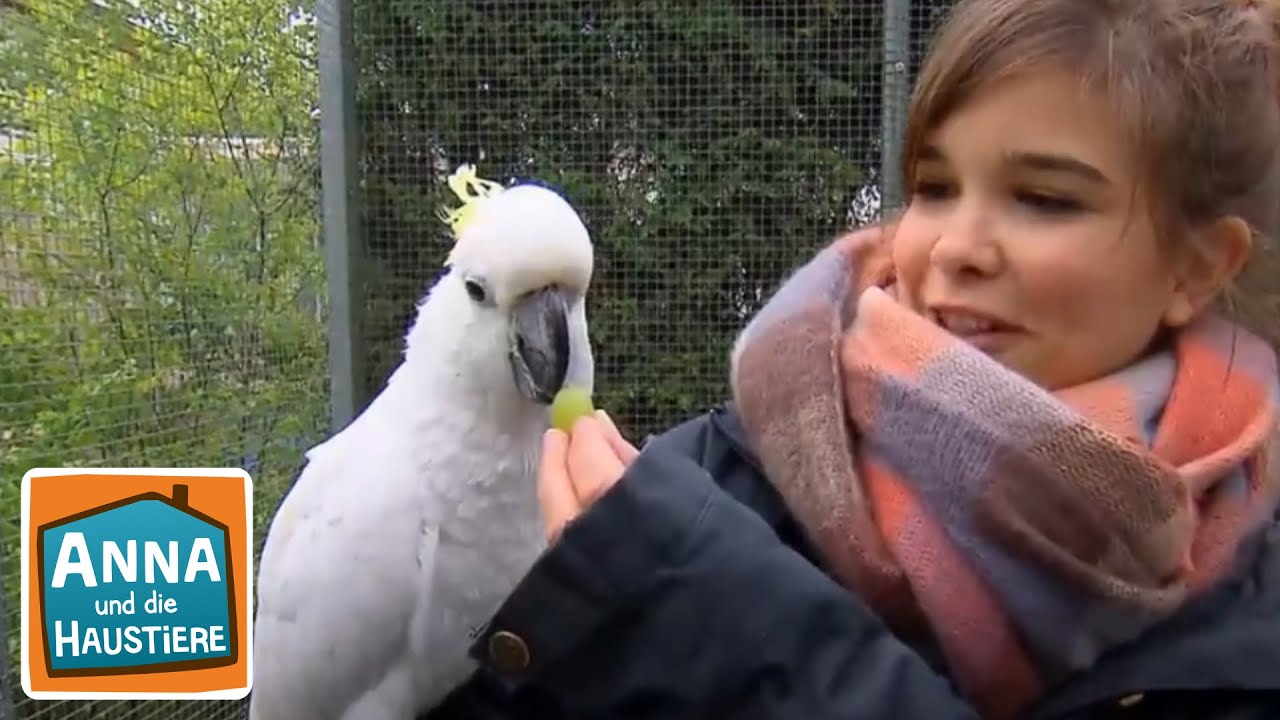 Kakadu | Information für Kinder | Anna und die Haustiere