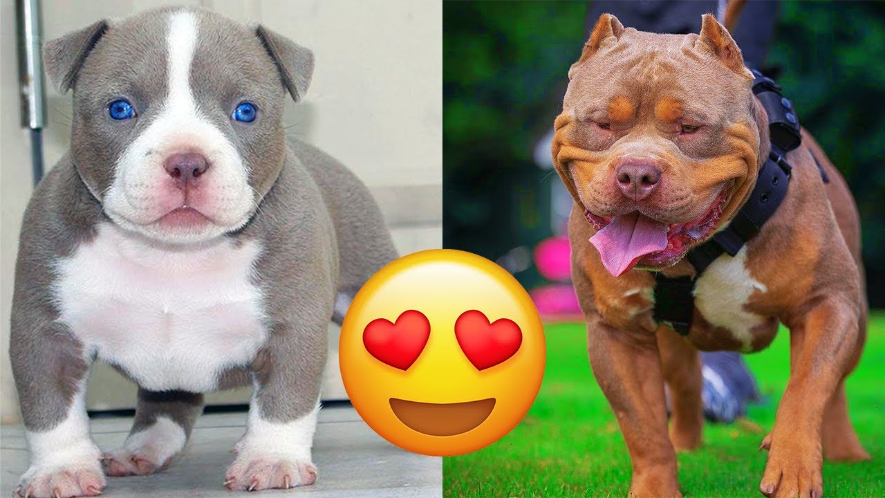American Bully &mdash; Funny And Adorable Videos And Tik Toks Compilation