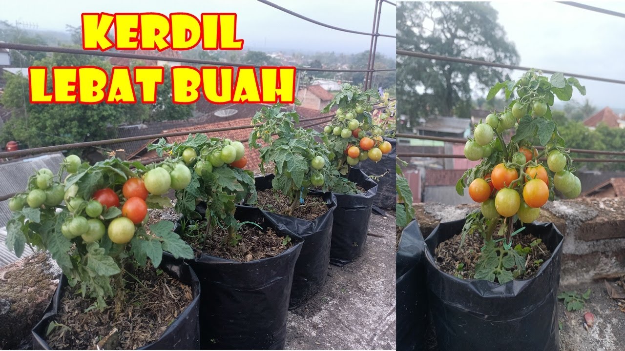 BEGINI CARA TANAM  & RAWAT TOMAT KERDIL POHON PENDEK BERBUAH LEBAT | RED ROBIN TOMATO
