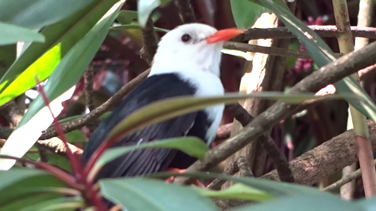 Weisskopf Bülbül / White-headed bulbul (Botanischer Garten, Basel) (II)