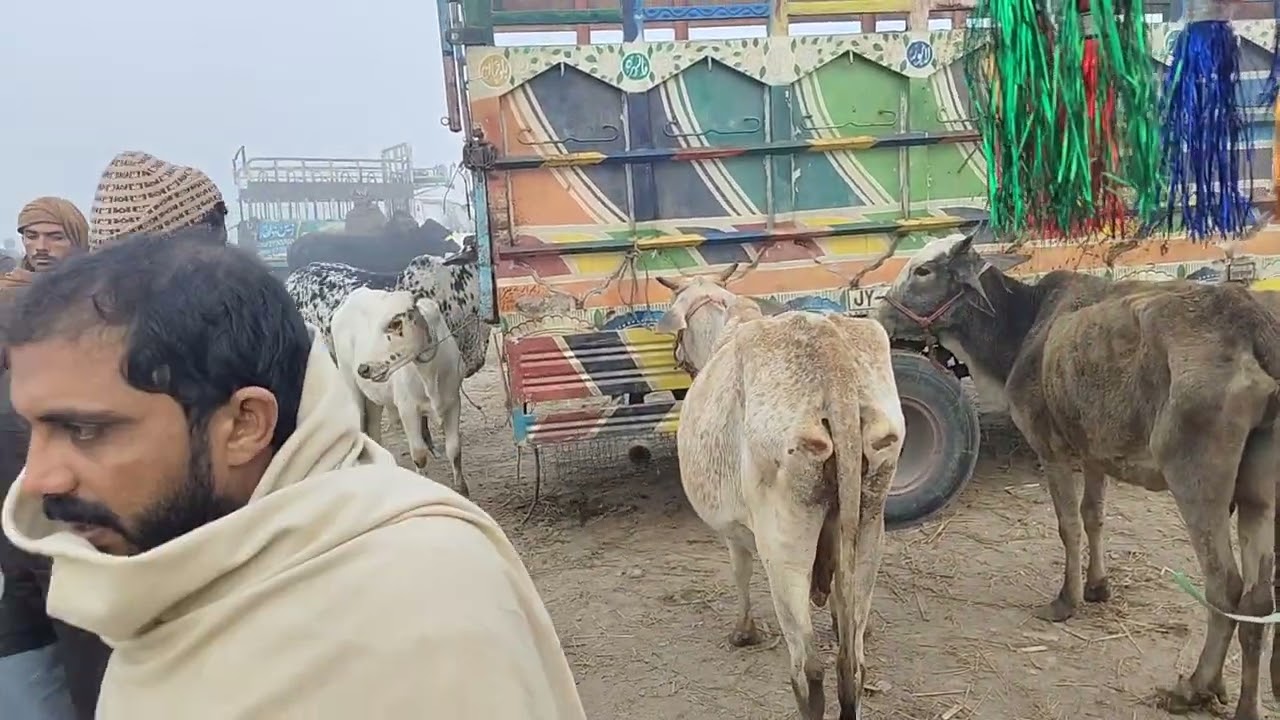 #cow #cow mandi#cattleworld #rate#2026 #mandi#update 