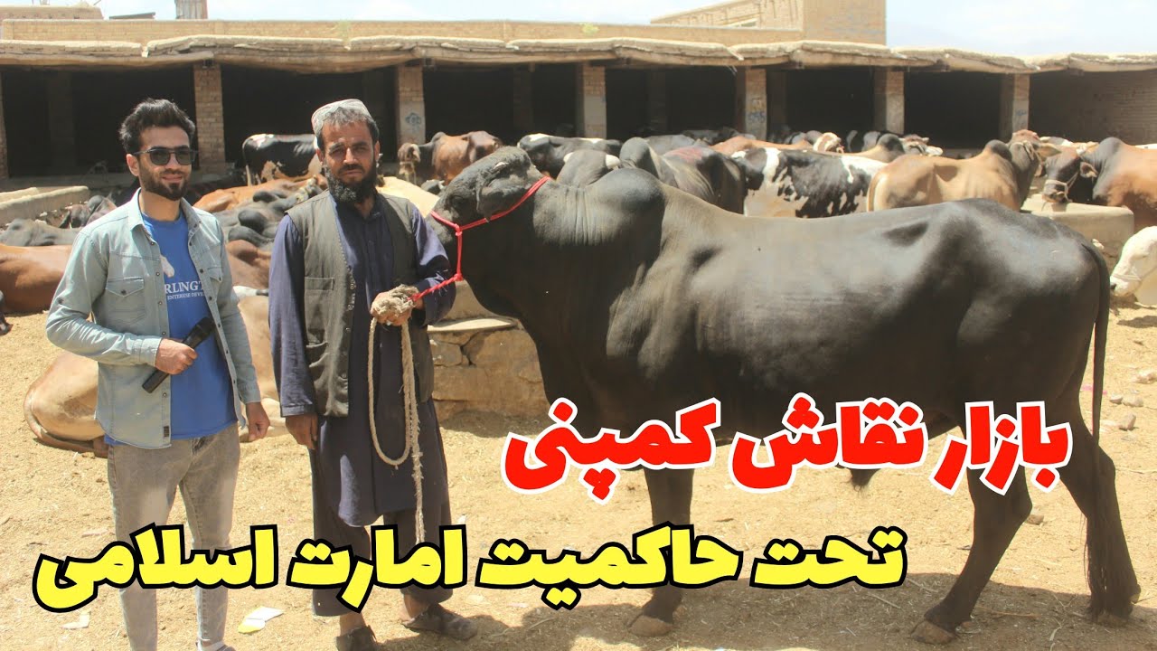 گزارش ویژه ظهور نوری از بازار نقاش کابل/ کاهش چشمگیر  قیمت گاو،گوسفند در نقاش کمپنی.