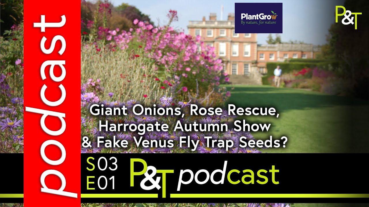 Giant Onions, Rose Rescue, Harrogate Autumn Show & Fake Venus Fly Trap Seeds