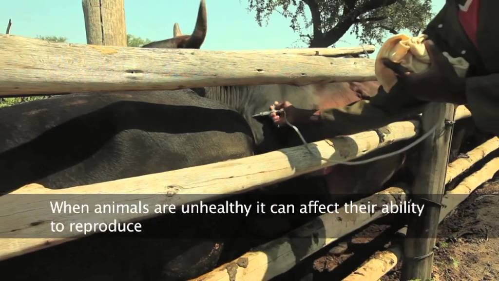 Building Livestock Farmer Resilience in Emergencies