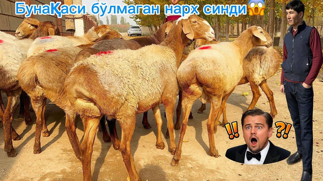 🇰🇬Қирғизистон бўғоз қўйлари🔥нархлар синди💵харид қилишга шошилинг