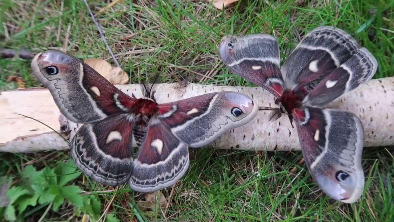 BIG MOTHS in spring! Breeding the Hyalophora columbia