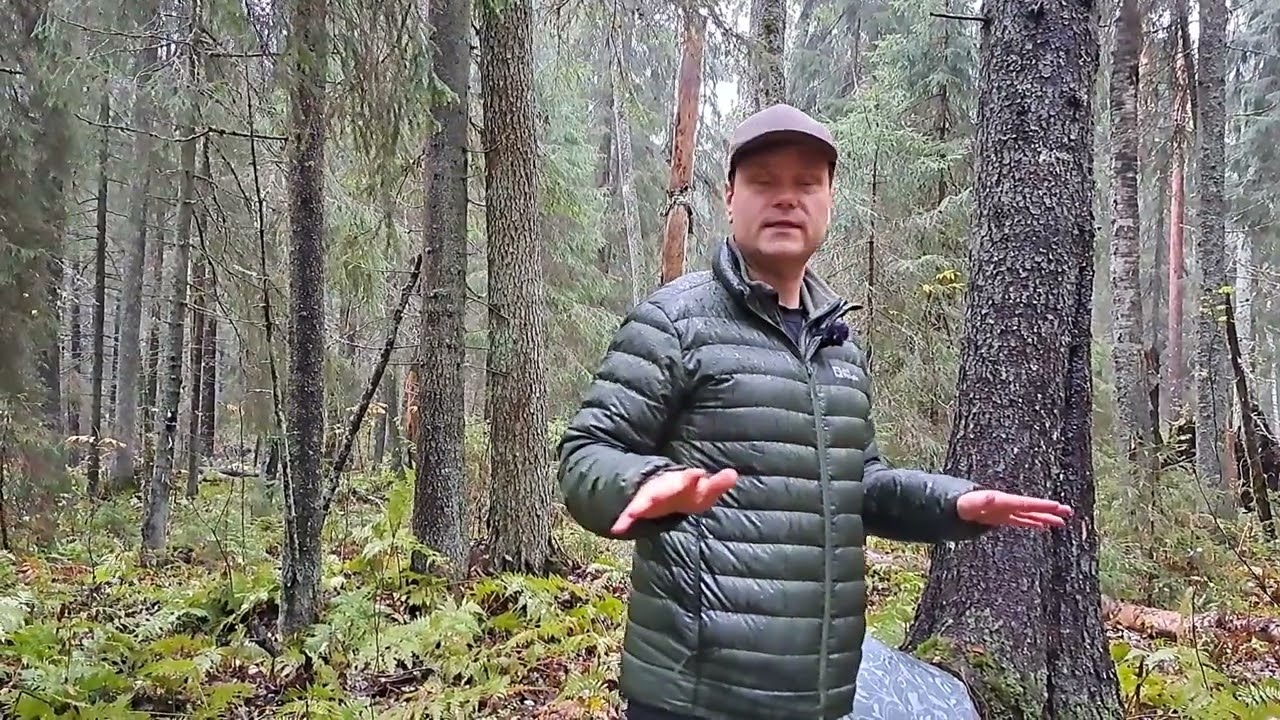 Jatkuva kasvatus ojitetussa korvessa, Lakkasuo