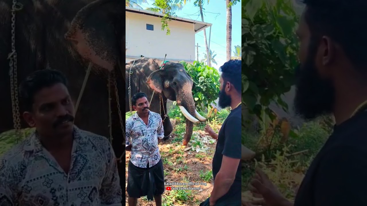 ഇതല്ലെ ശരിയായ രീതി 🥰🤗 #elephant #aana #aanaipatty