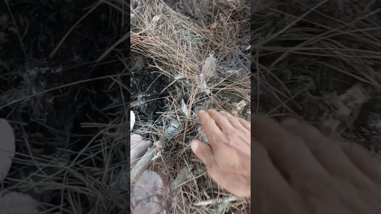 mor cincile mantarı toplama