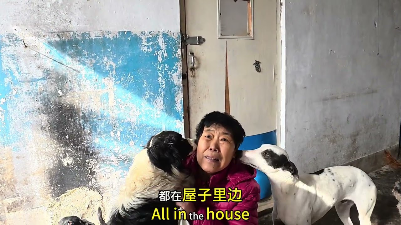 身患癌症的阿姨自知时日不多，拖着疲惫的身体来看看小狗狗们