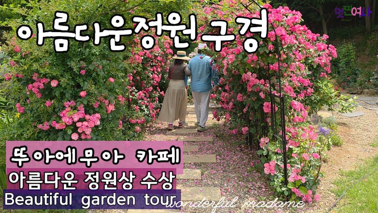 아름다운 정원상 받은 25년차 정원에 핀 신품종 장미20종/오래피고 병충해없는 장미종류