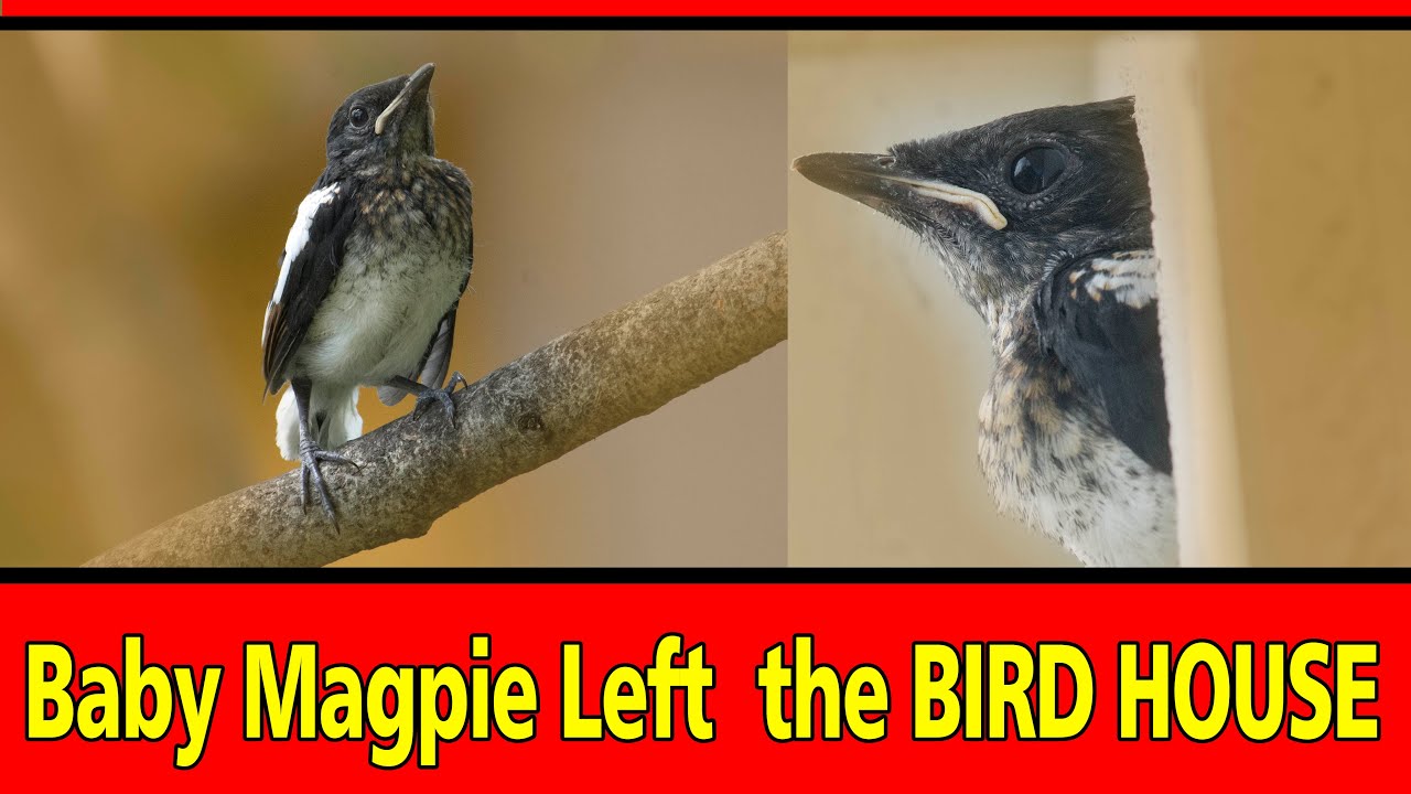 Baby Magpie left the Birdhouse | Oriental Magpie Robin