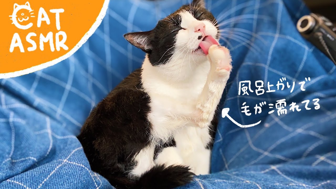 👅ASMR｜お風呂上がりに毛づくろいする猫♨️